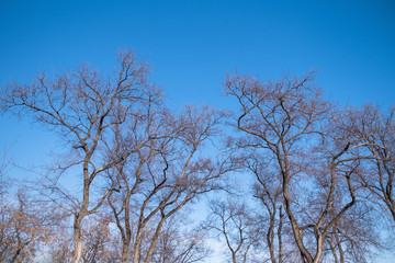 Bare tree branches against beautiful blue sky. .