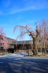 角館 桜 武家屋敷