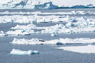 seal, Tabular Icebergs in the Weddell Sea