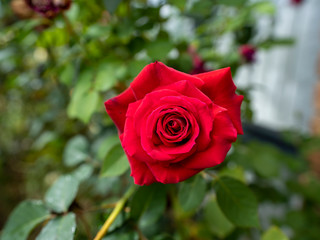 red rose in garden