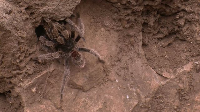 Huge tarantula spider in its natural habitat. Wild life inside the cave of bats in Bastimentos island in Panama.  Pure nature in the heart of the jungle in Central America.
