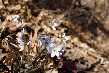 Closeup view of attractive spring blooming hepatica (anemone) wildflowers  with defocused blue sky background