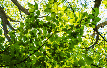 green leaves in the sun