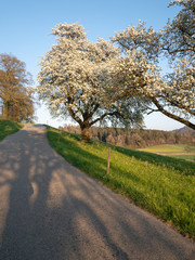 Fototapeta na wymiar apple tree in blossom on a green meadow next to a road with white flowers in the crown of the tree at sunrise in spring, by day