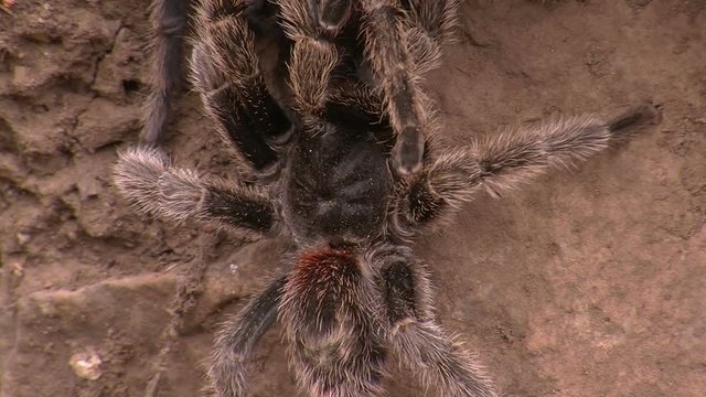 Huge tarantula spider in its natural habitat. Wild life inside the cave of bats in Bastimentos island in Panama.  Pure nature in the heart of the jungle in Central America.
