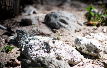 Lizard on a rock