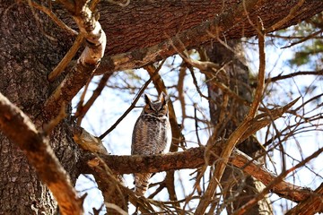 The great horned owl is a large owl native to the Americas. It is an extremely adaptable bird with a vast range and is the most widely distributed true owl in the Americas.

