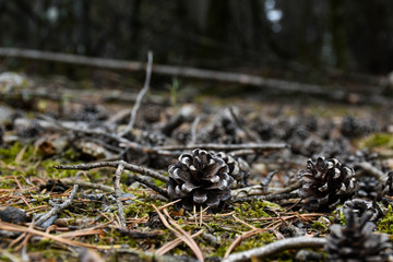 Pine nuts on the forest ground