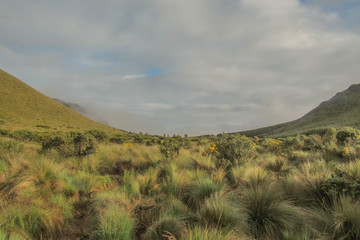 Neblina de páramo
moor mist
