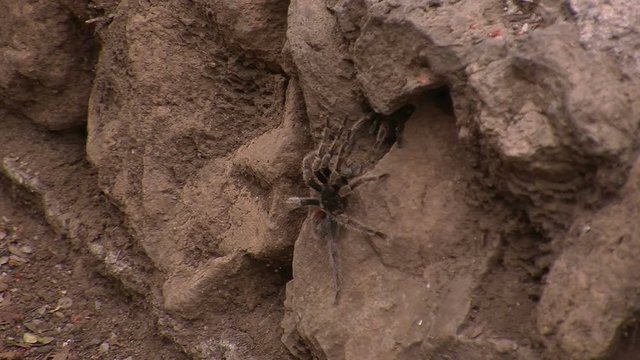 Huge tarantula spider in its natural habitat. Wild life inside the cave of bats in Bastimentos island in Panama.  Pure nature in the heart of the jungle in Central America.
