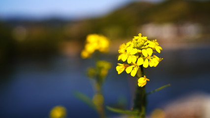 春の菜の花