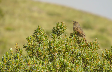 Ave de páramo
Bird moor