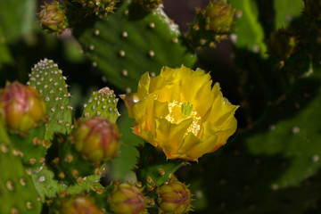 Prickly Pear Cactus Blooming in the Springtime