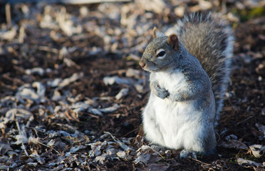 squirrel in the park