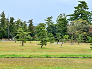 Fototapeta na wymiar きれいに手入れされた日本庭園の松