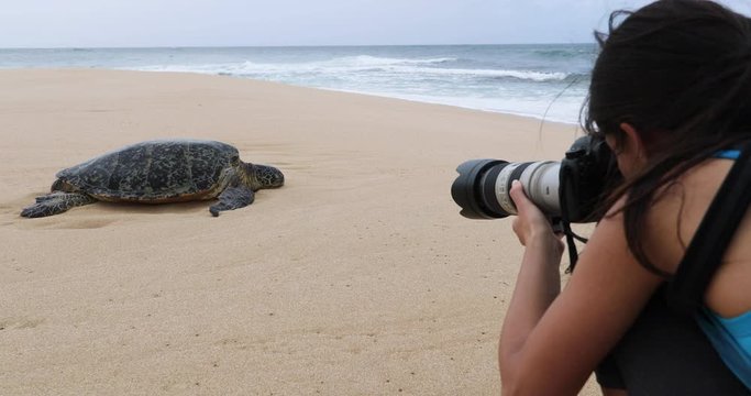 Hawaii Sea Turtle. Photographer tourist woman on vacation taking photo of Hawaiian sea turtle resting in beach sand on Oahu, Hawaii, USA.