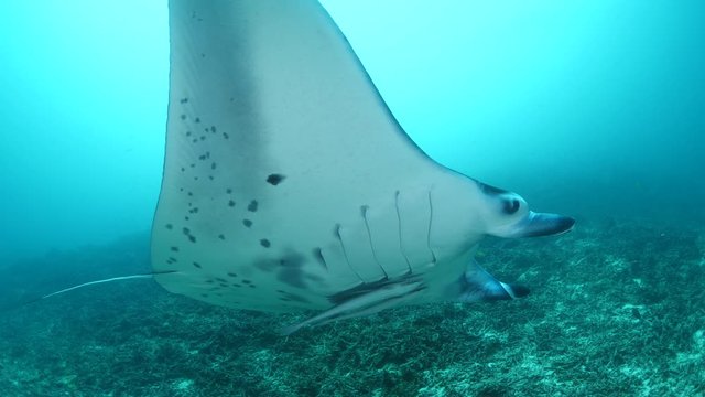 manta ray underwater swim on ocean floor