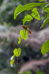 Chestnut crowned Becard photographed in Vargem Alta, Espirito Santo. Southeast of Brazil. Atlantic Forest Biome. Picture made in 2018.