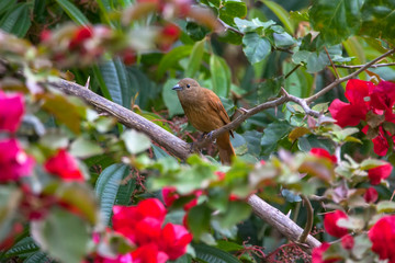 Ruby crowned Tanager photographed in Vargem Alta, Espirito Santo. Southeast of Brazil. Atlantic Forest Biome. Picture made in 2018.
