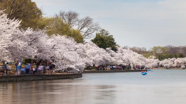 Crowds visiting cherry blossoms in Washington DC during peak bloom. Time lapse.