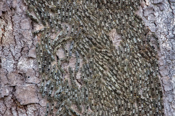 Caterpillar photographed in Vargem Alta, Espirito Santo. Southeast of Brazil. Atlantic Forest Biome. Picture made in 2018.
