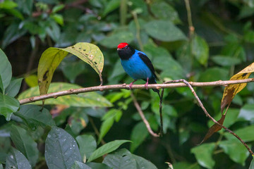 Swallow tailed Manakin photographed in Vargem Alta, Espirito Santo. Southeast of Brazil. Atlantic Forest Biome. Picture made in 2018.  
