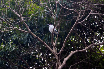  Black tailed Tityra photographed in Vargem Alta, Espirito Santo. Southeast of Brazil. Atlantic Forest Biome. Picture made in 2018.