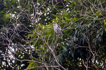 Female Black tailed Tityra photographed in Vargem Alta, Espirito Santo. Southeast of Brazil. Atlantic Forest Biome. Picture made in 2018.