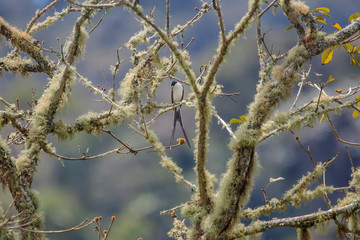 Fork tailed Flycatcher photographed in Vargem Alta, Espirito Santo. Southeast of Brazil. Atlantic Forest Biome. Picture made in 2018.