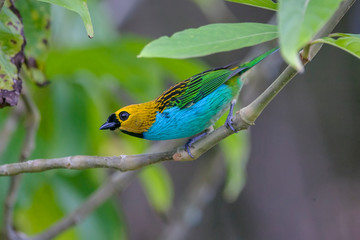 Gilt edged Tanager photographed in Vargem Alta, Espirito Santo. Southeast of Brazil. Picture made in 2018.