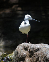 Black winged Stilt standing on one leg