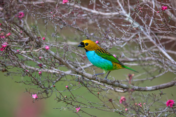 Gilt edged Tanager photographed in Vargem Alta, Espirito Santo. Southeast of Brazil. Picture made in 2018.