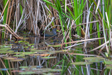 Blackish Rail photographed in Vargem Alta, Espirito Santo. Southeast of Brazil. Atlantic Forest Biome. Picture made in 2018.