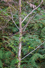 East Brazilian Chachalaca photographed in Vargem Alta, Espirito Santo. Southeast of Brazil. Atlantic Forest Biome. Picture made in 2018.
