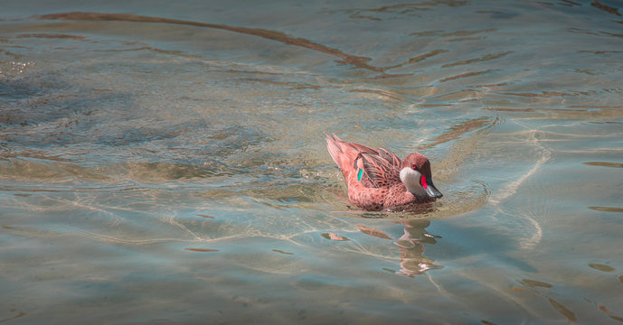 Keep Swimming