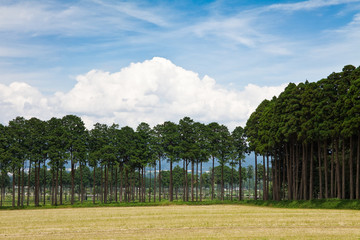 刈り入れの終わった牧草地	