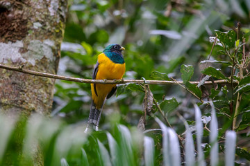 Black throated Trogon photographed in Vargem Alta, Espirito Santo. Southeast of Brazil. Atlantic Forest Biome. Picture made in 2018.