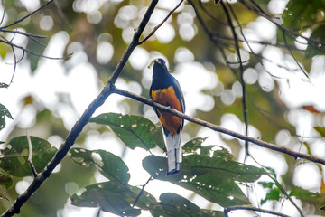 Surucua Trogon photographed in Vargem Alta, Espirito Santo. Southeast of Brazil. Atlantic Forest Biome. Picture made in 2018.