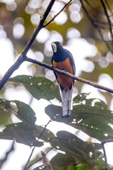 Surucua Trogon photographed in Vargem Alta, Espirito Santo. Southeast of Brazil. Atlantic Forest Biome. Picture made in 2018.
