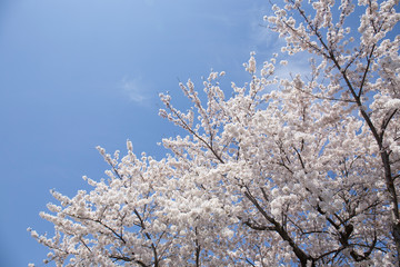 満開の桜