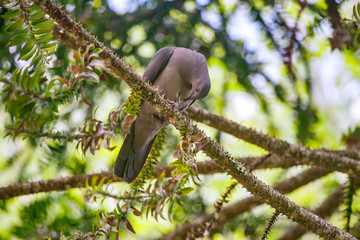 Plumbeous Pigeon photographed in Vargem Alta, Espirito Santo. Southeast of Brazil. Atlantic Forest Biome. Picture made in 2018.