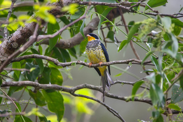 Swallow tailed Cotinga photographed in Vargem Alta, Espirito Santo. Southeast of Brazil. Atlantic Forest Biome. Picture made in 2018.