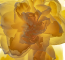 Żółty kwiat jak abstrakcja. Powiększenie - obrazy, fototapety, plakaty