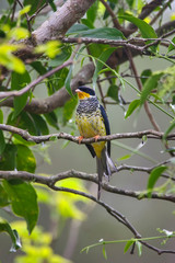 Swallow tailed Cotinga photographed in Vargem Alta, Espirito Santo. Southeast of Brazil. Atlantic Forest Biome. Picture made in 2018.