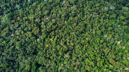  Forest photographed in Vargem Alta, Espirito Santo. Southeast of Brazil. Atlantic Forest Biome. Picture made in 2018.