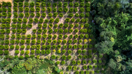 Plantation photographed in Vargem Alta, Espirito Santo. Southeast of Brazil. Atlantic Forest Biome. Picture made in 2018.