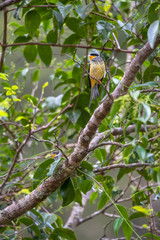 Swallow tailed Cotinga photographed in Vargem Alta, Espirito Santo. Southeast of Brazil. Atlantic Forest Biome. Picture made in 2018.