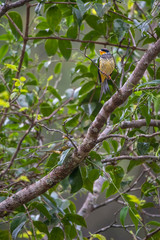 Swallow tailed Cotinga photographed in Vargem Alta, Espirito Santo. Southeast of Brazil. Atlantic Forest Biome. Picture made in 2018.