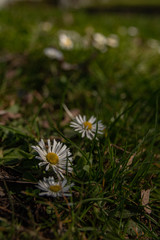 Stokrotki w trawie © Bartosz