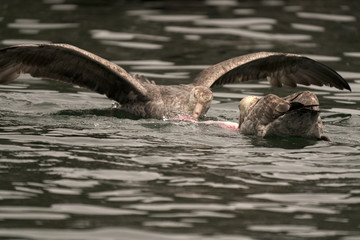 Large Bird Feeding in Water